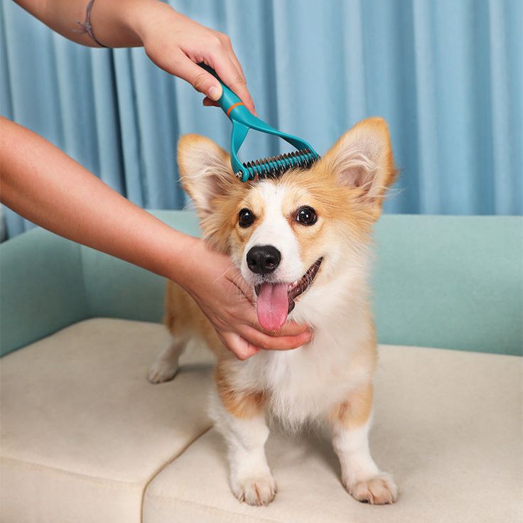 The Importance of Regular Pet Grooming